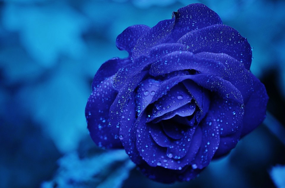 blue rose flower attractive background