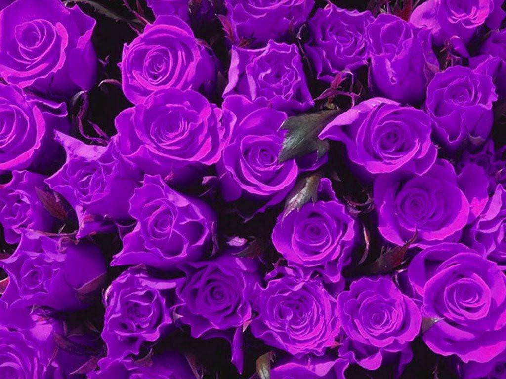 elegant purple roses grsphic image