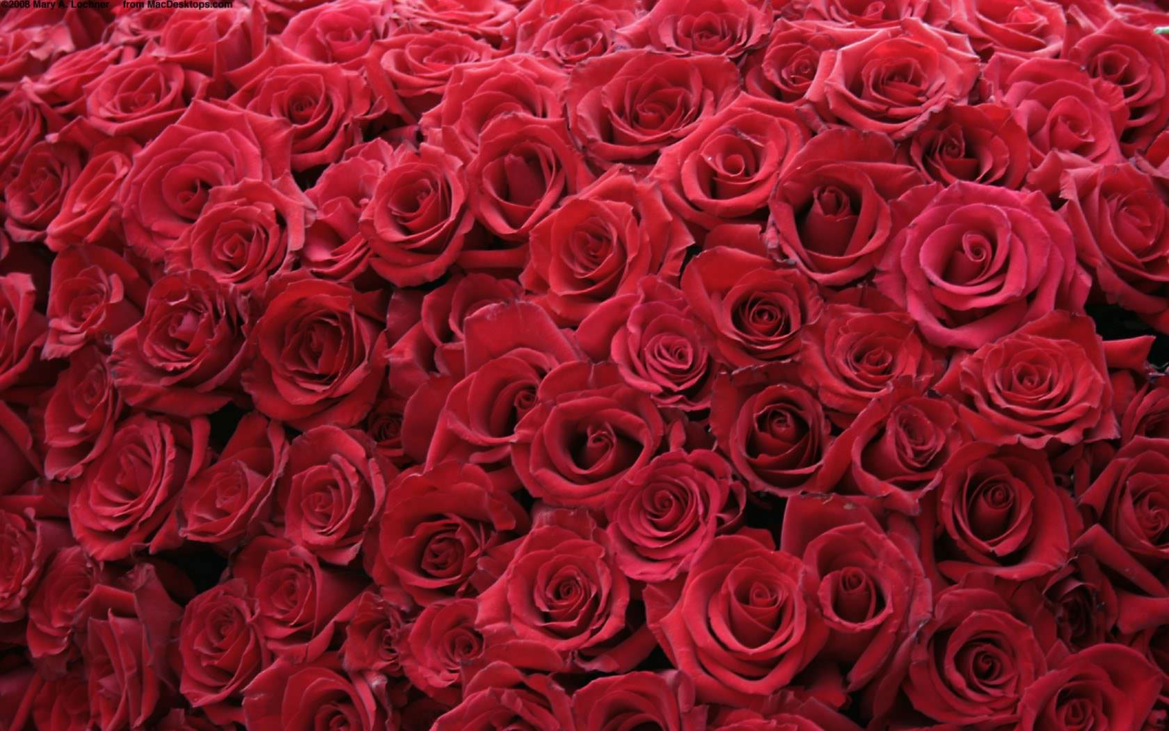fabulous red roses picture wallpaper