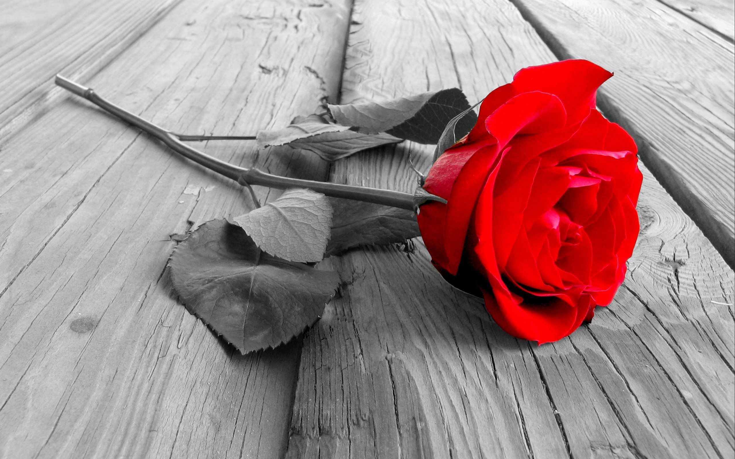 desktop background of red rose with gray leaf
