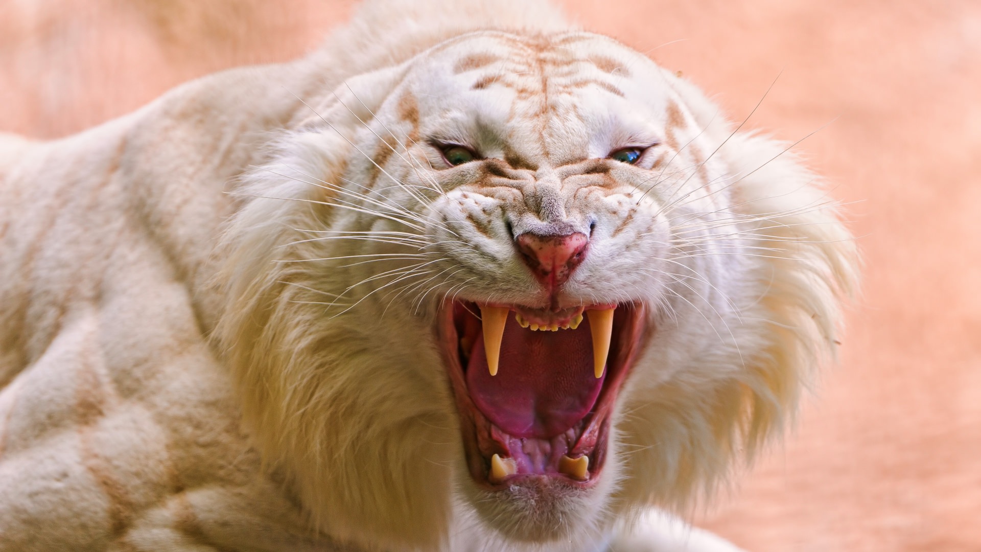 roaring white tiger elegant wallpaper background
