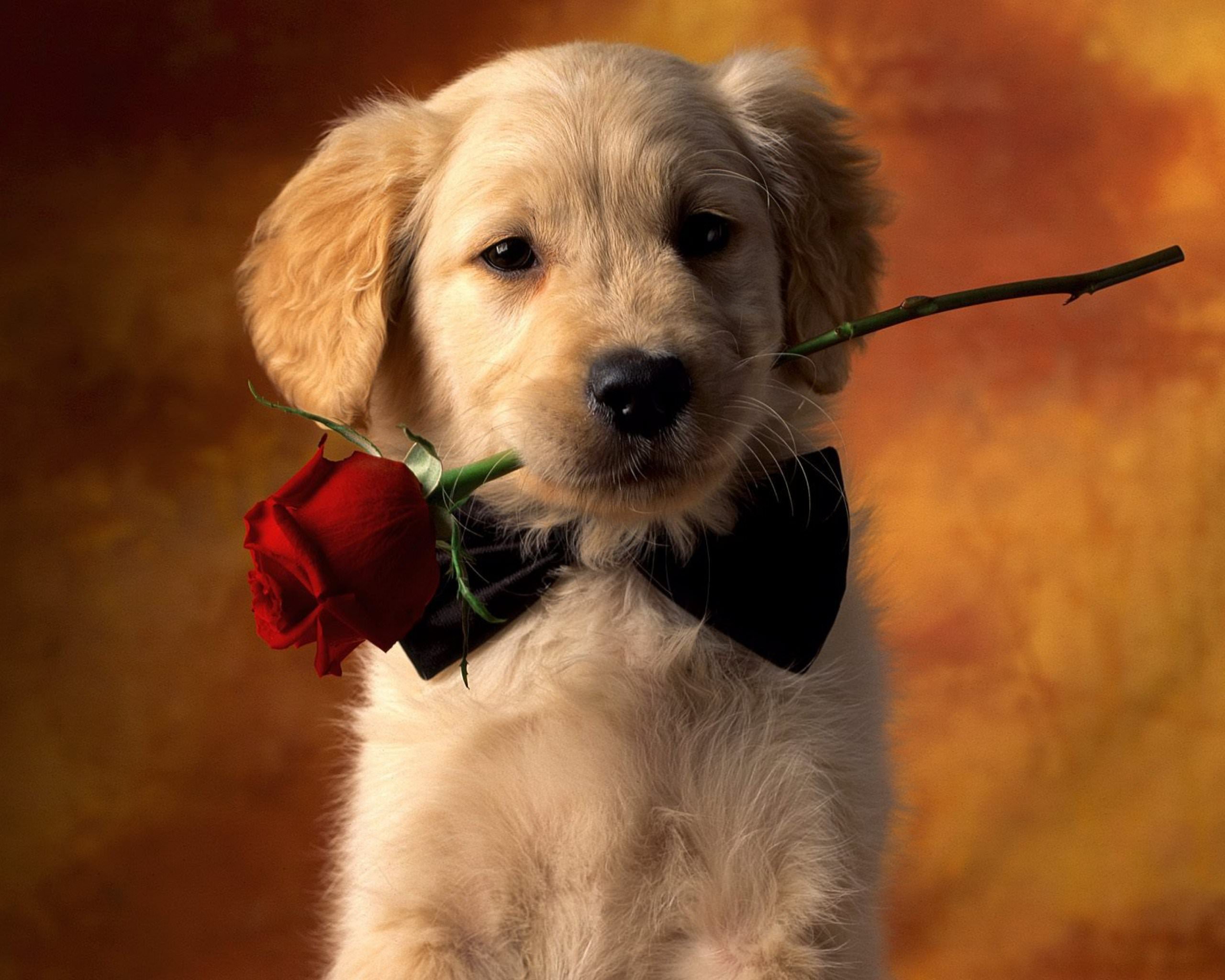 puppy pet with red rose image