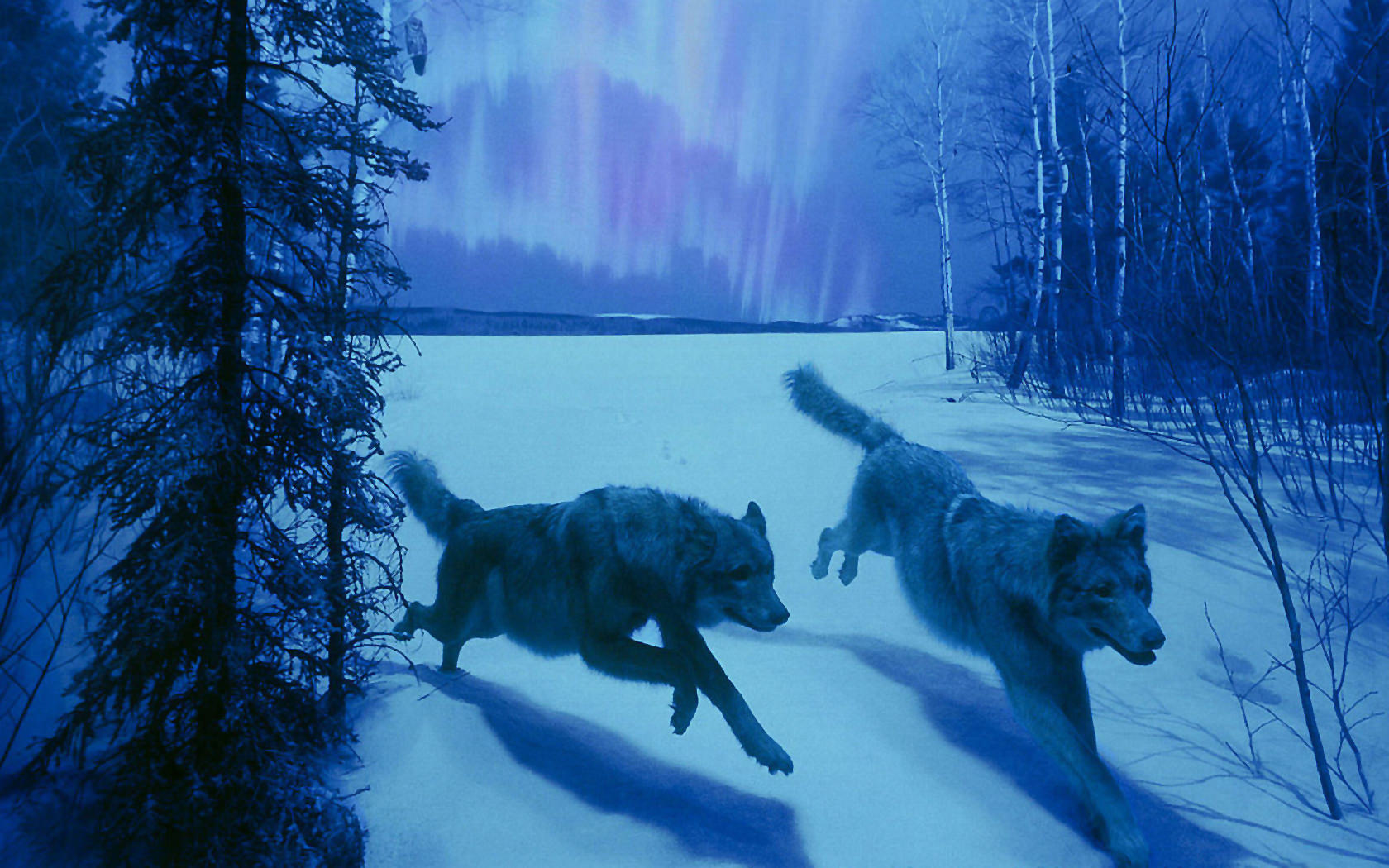 wolf natural wildlife image