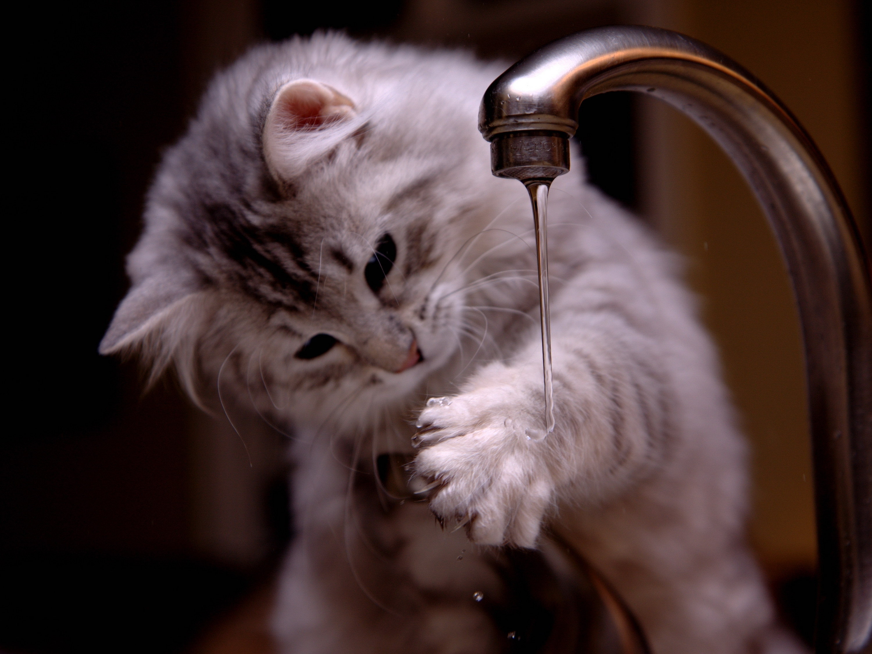 cat playing with water cute wallpaper