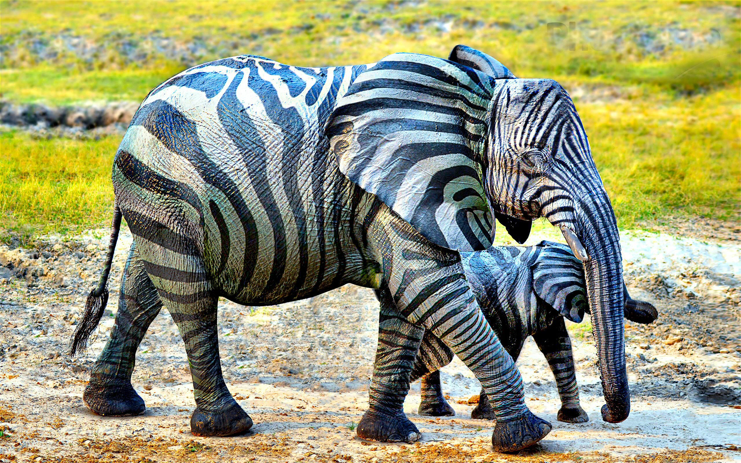 elephant zebra type animal background