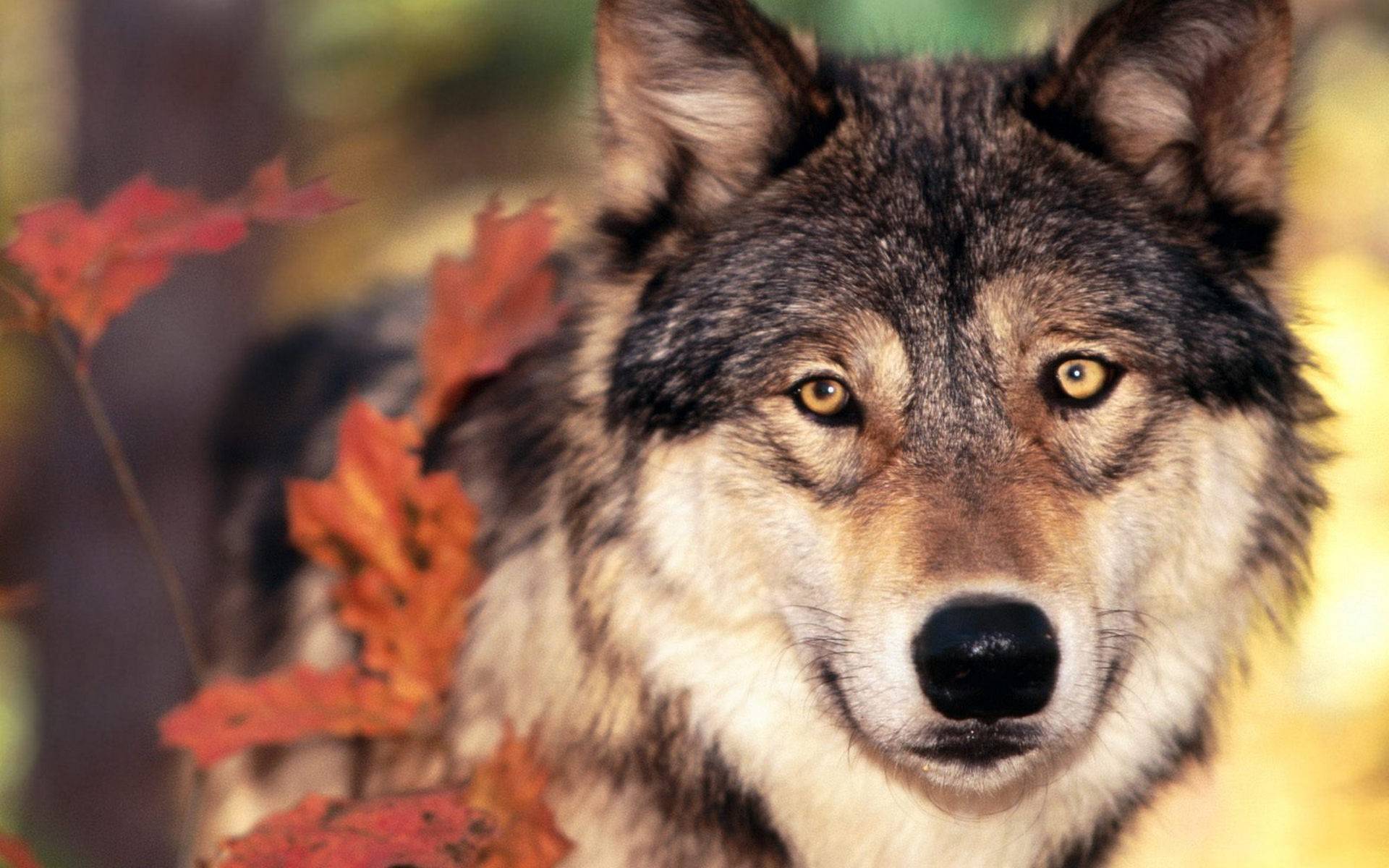 wolg predator background