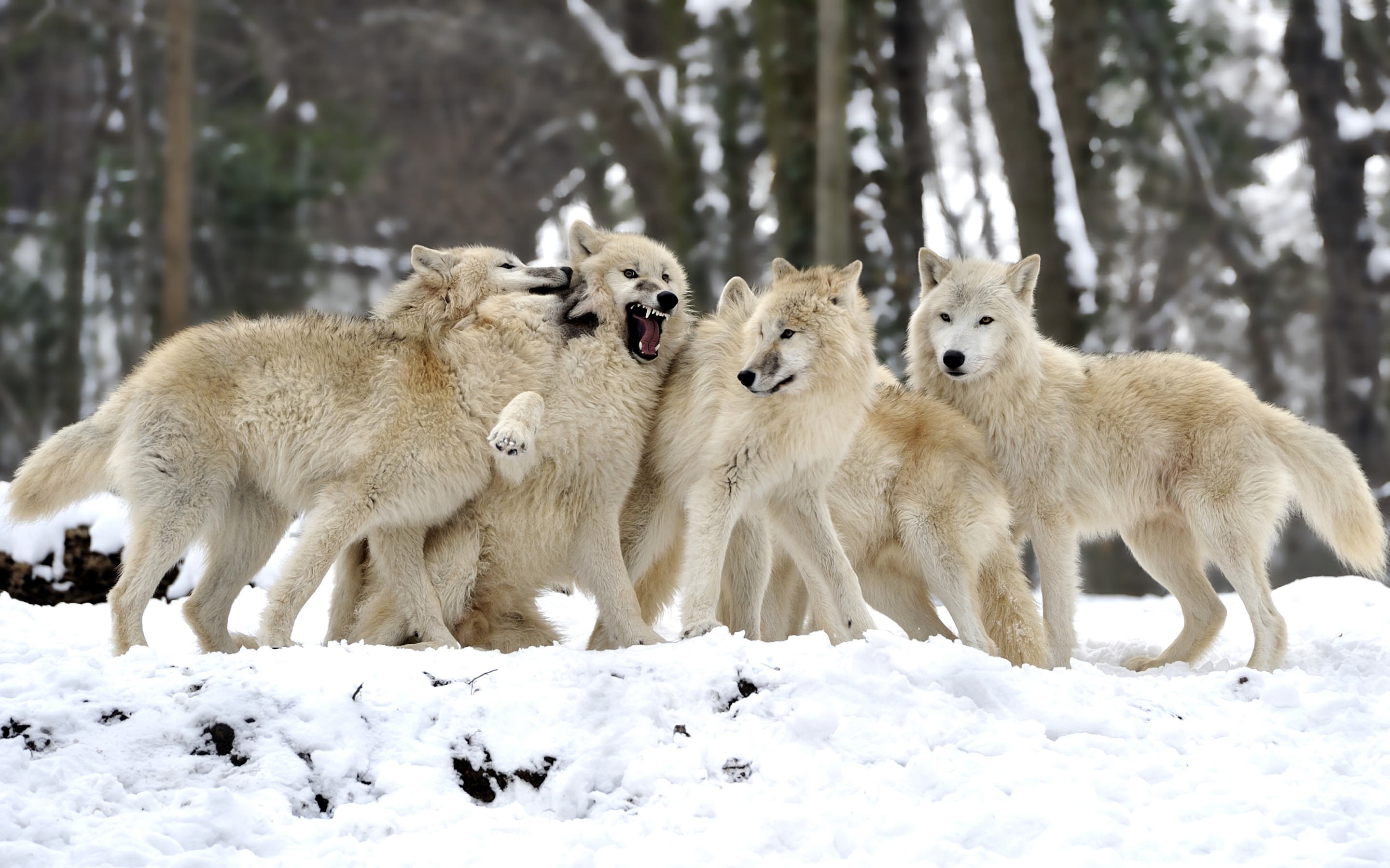 lovely wolfs in one place background