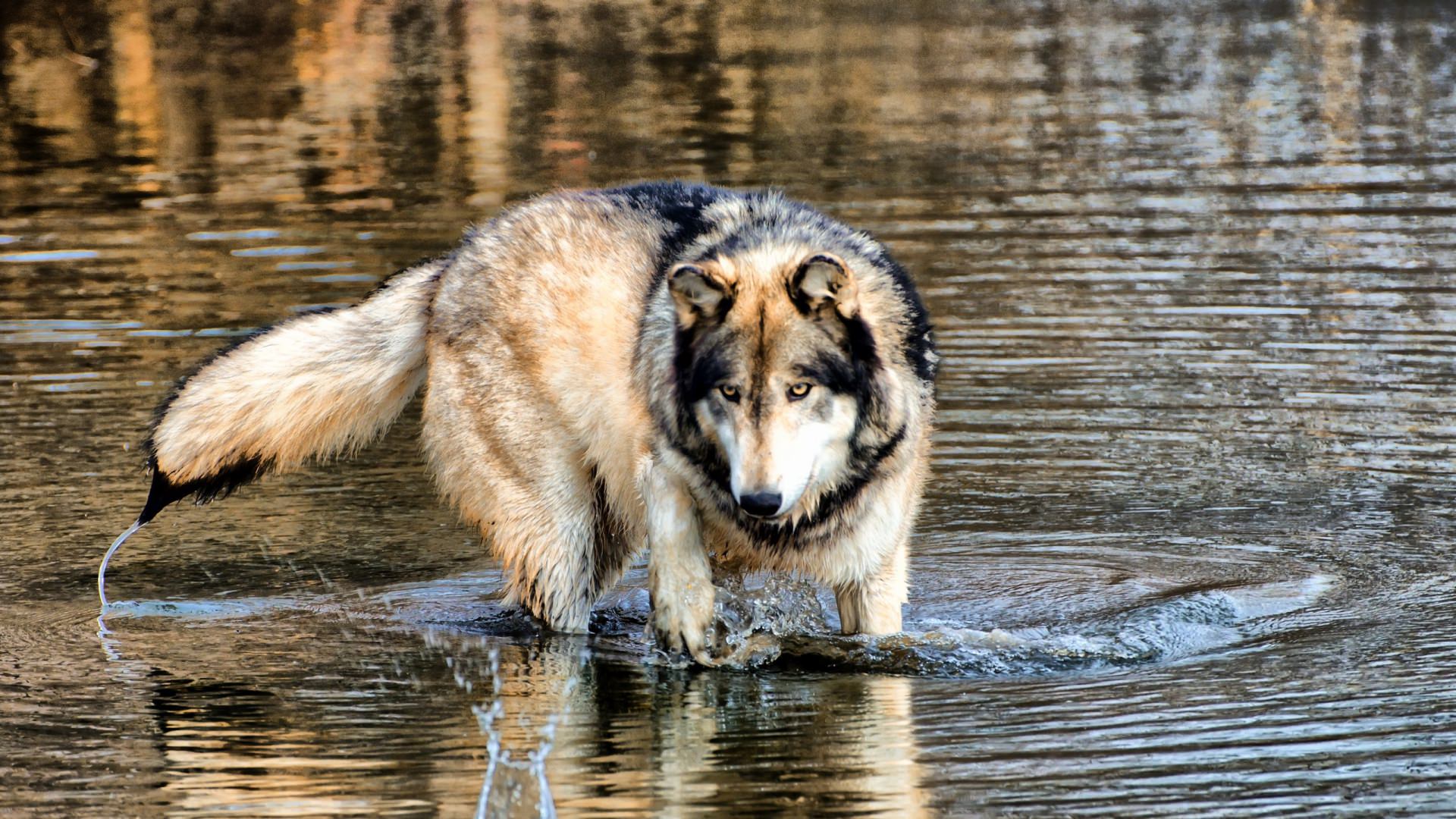 hunting wolf in water background