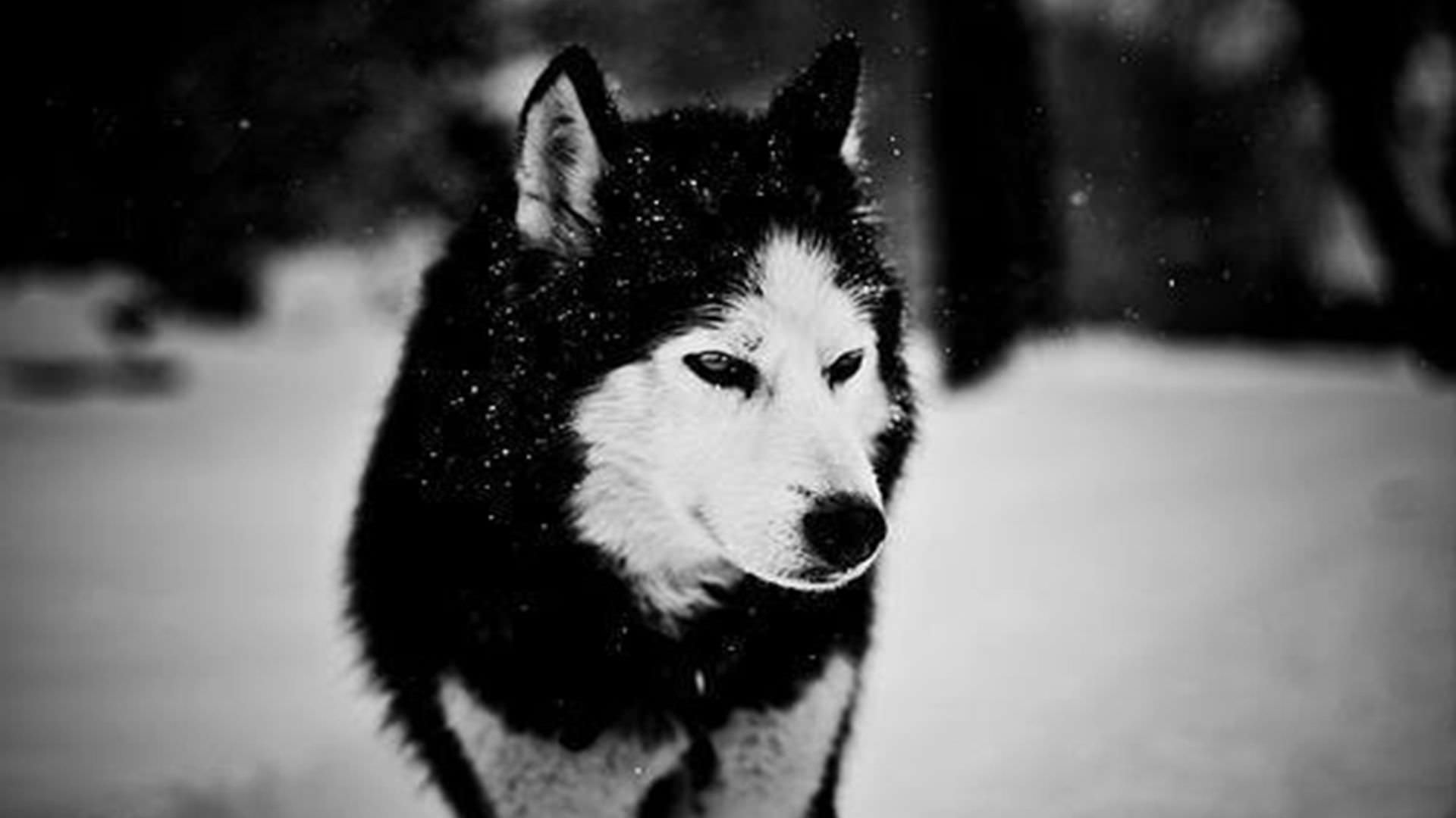 wolf in winter background