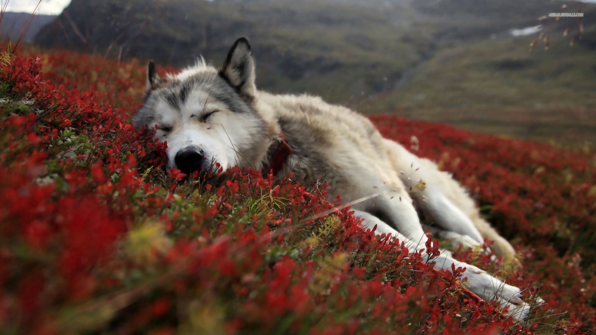 sleeping wolf classy picture use for background