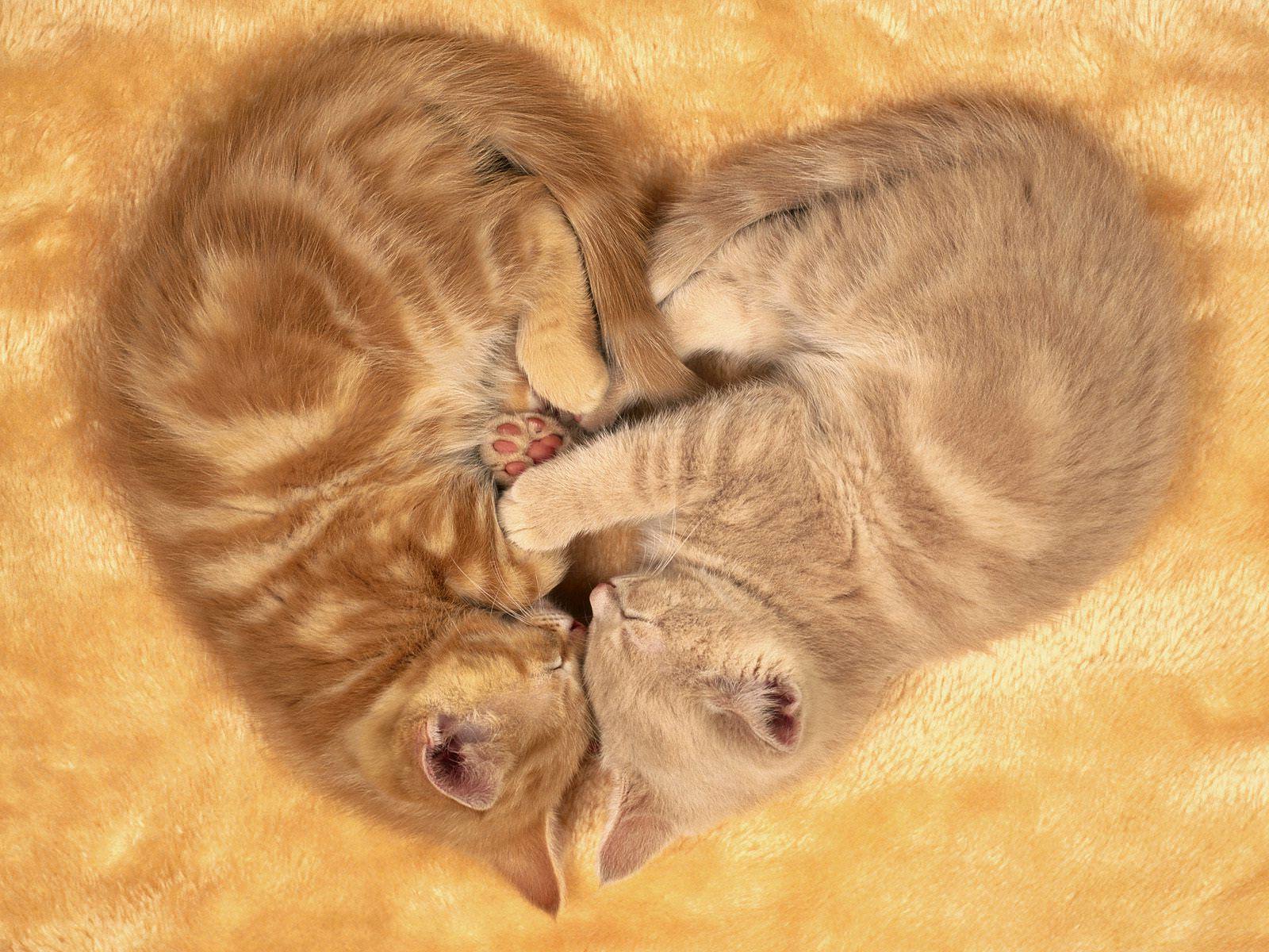 fabulous image of sleeping two cats