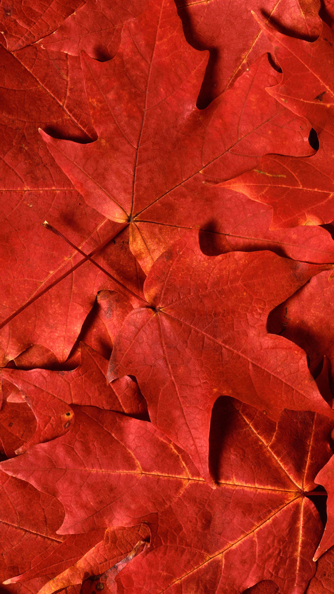 hd red maple leaf iphone 6 plus wallpaper