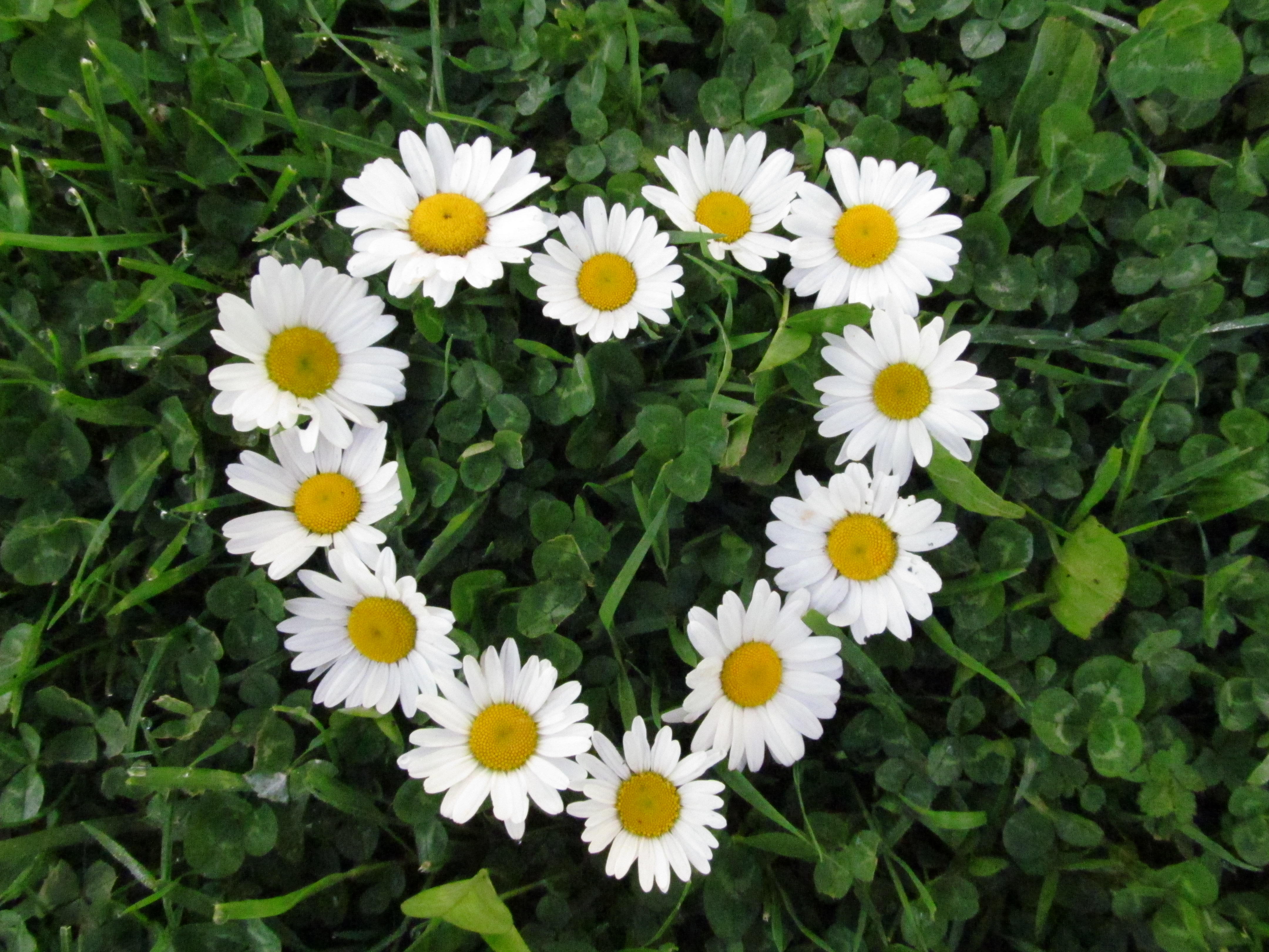 white daisy heart shaped flowers background