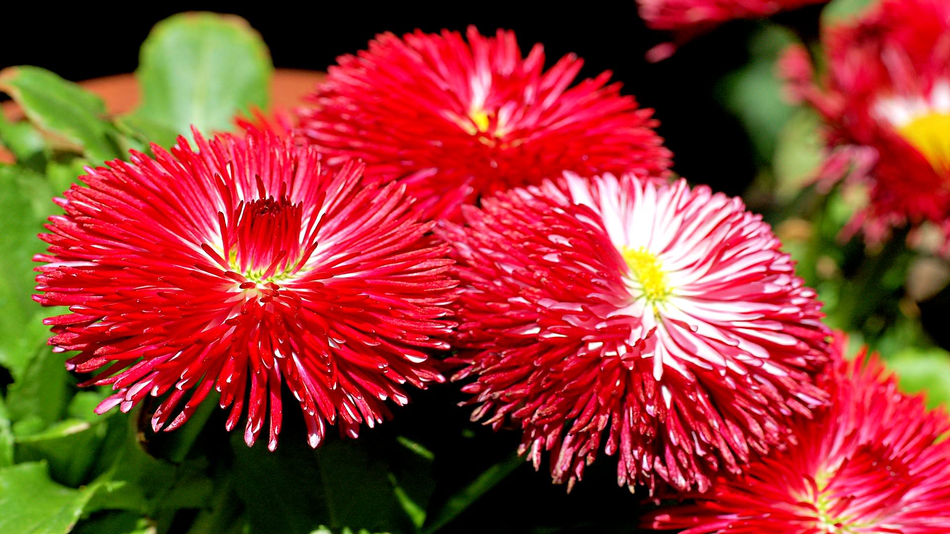 red daisy earth background
