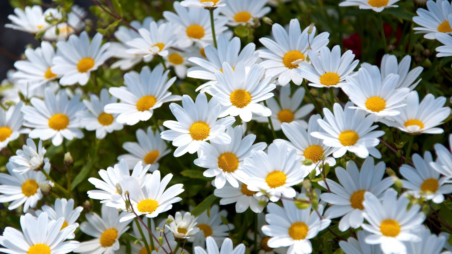 coll white daisy flowers background