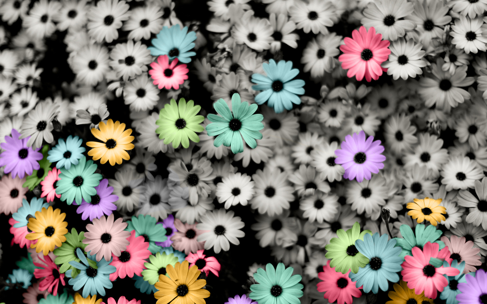 elegant background with daisy flowers