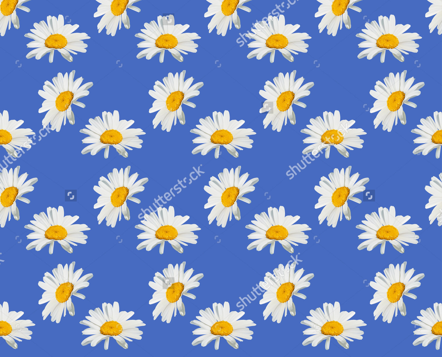 seamless texture background of daisies