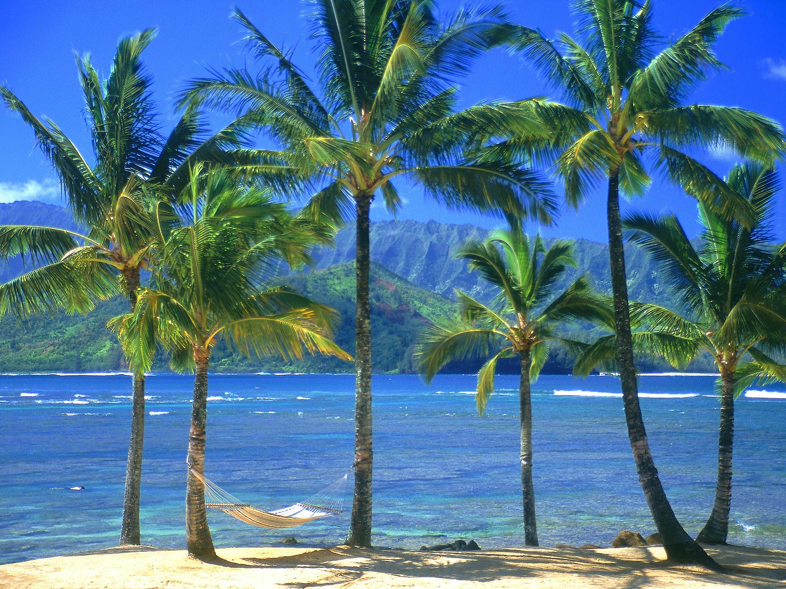 tropical nature palm trees awesome wallpaper