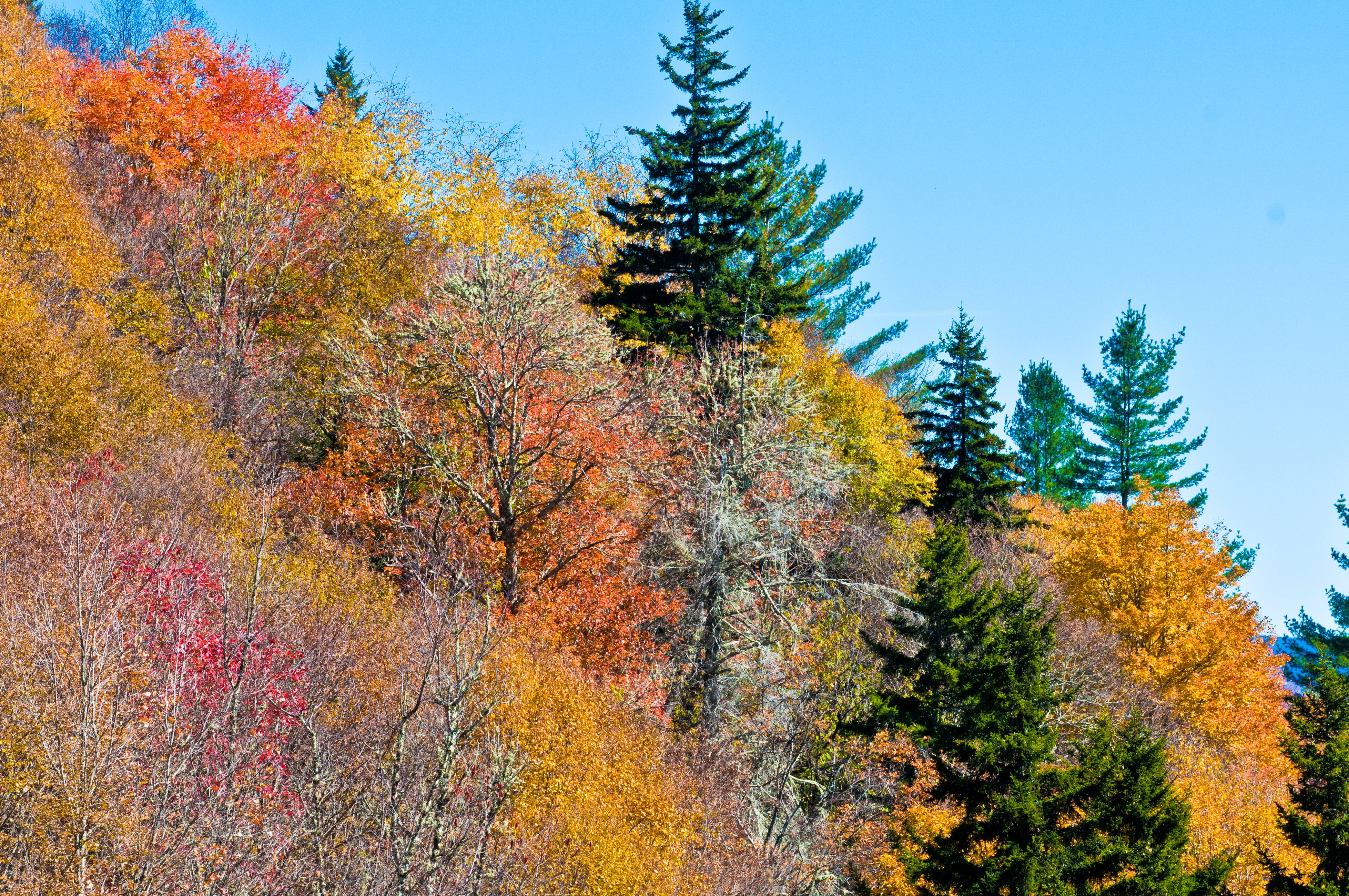 nature autumn trees wallapaper
