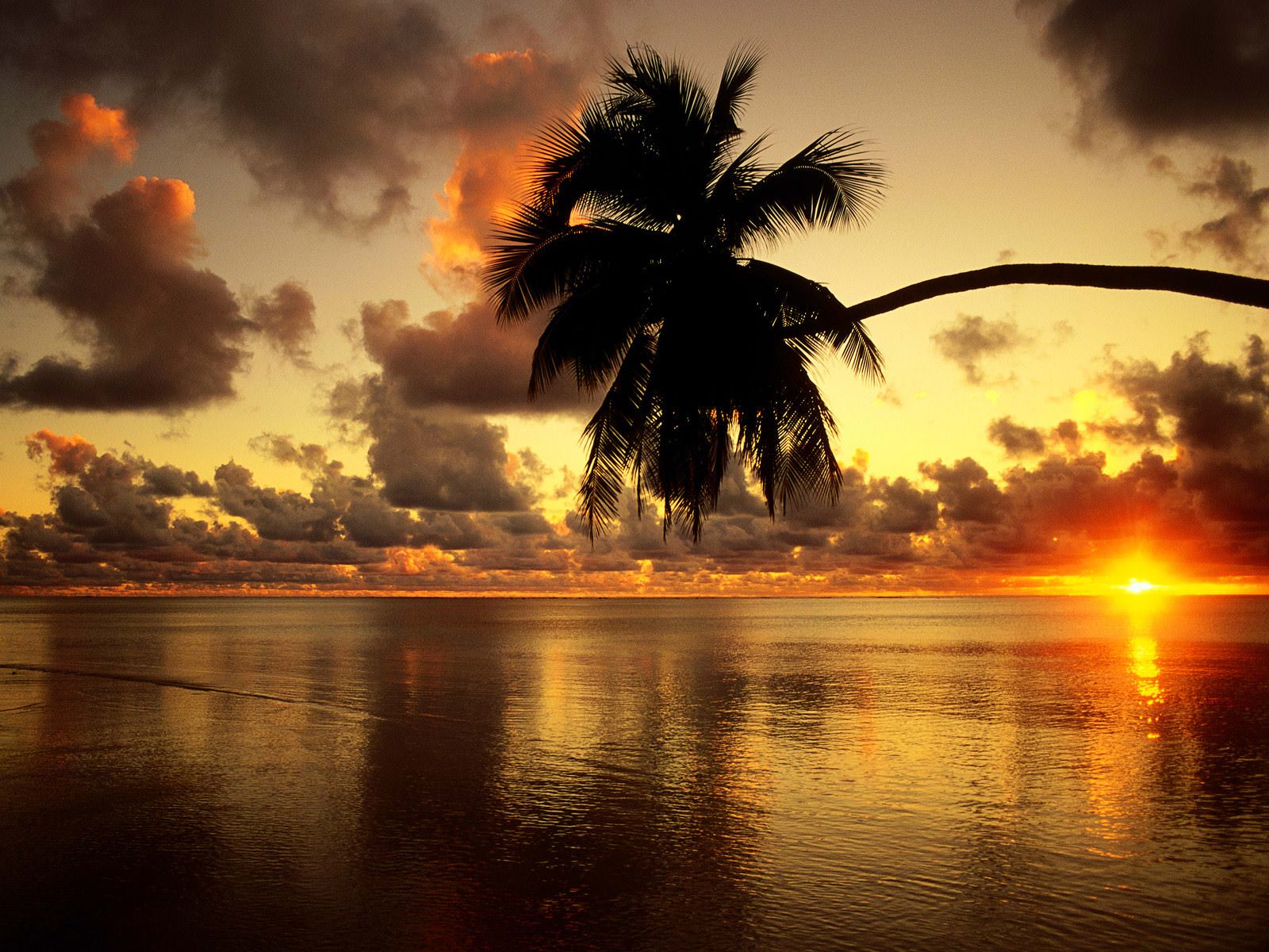 elegant view of tropical background