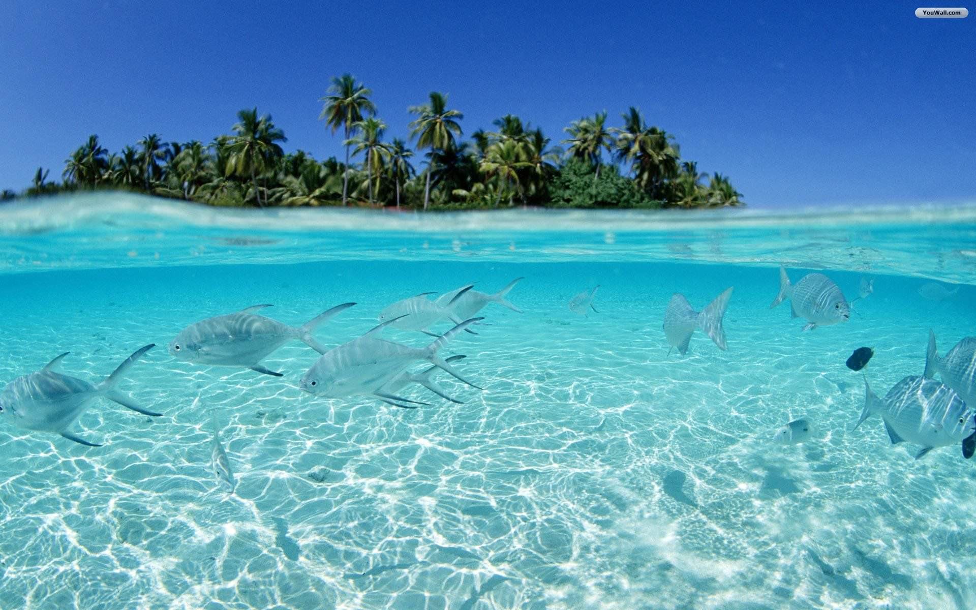clear water fishes awesome hd tropical wallpaper