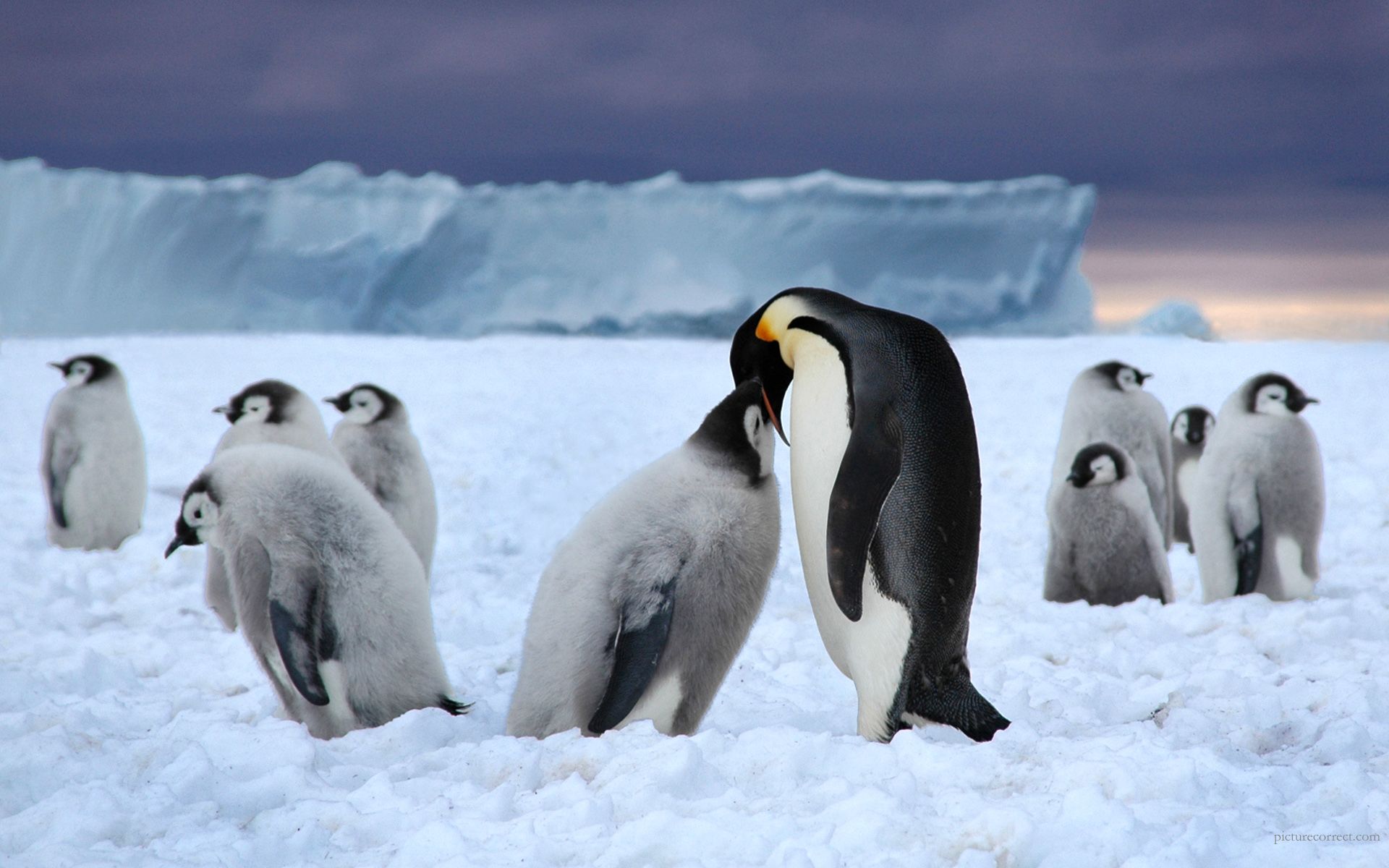 cute winter penguin background
