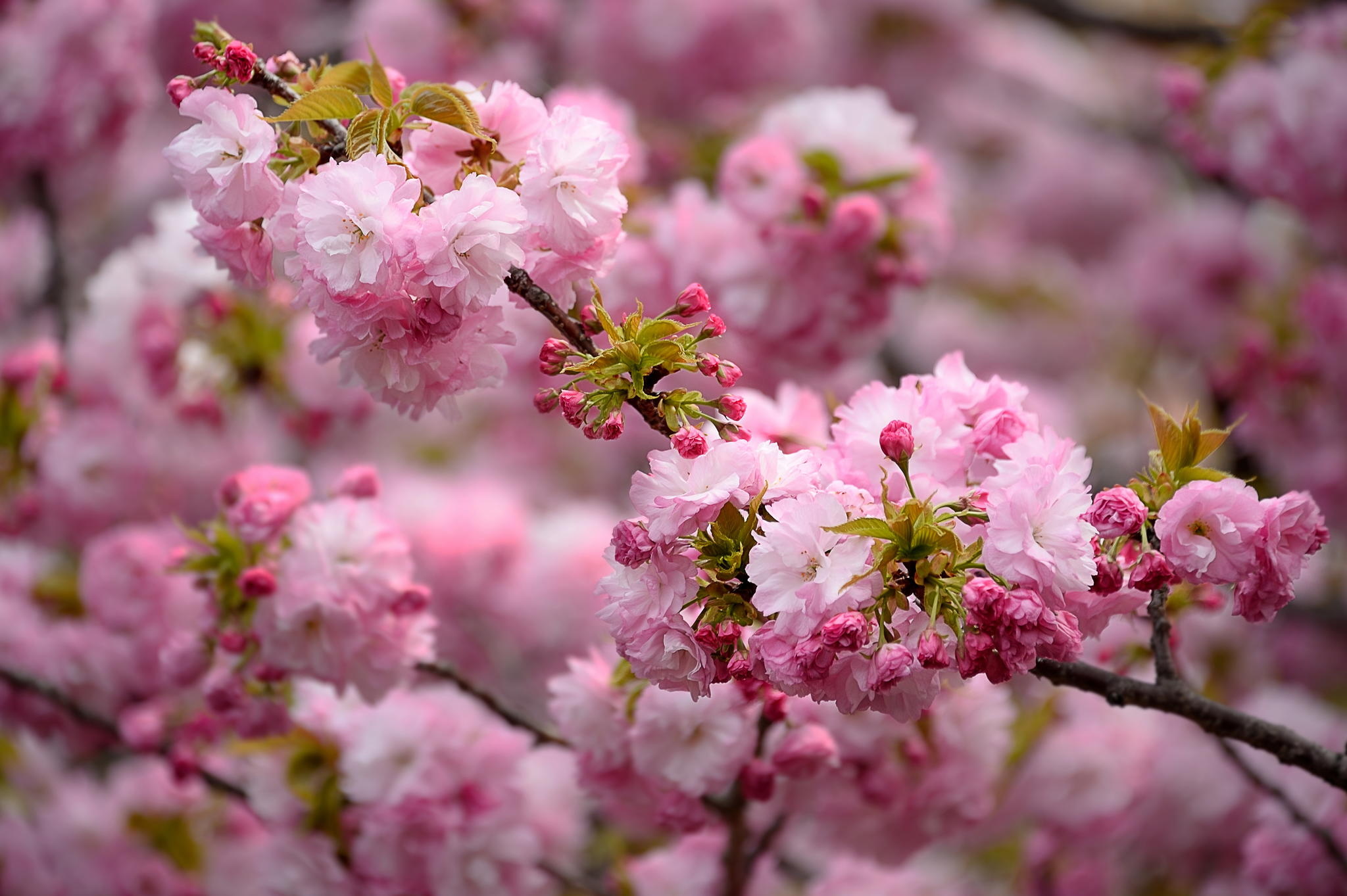 spring blossoms wallpaper