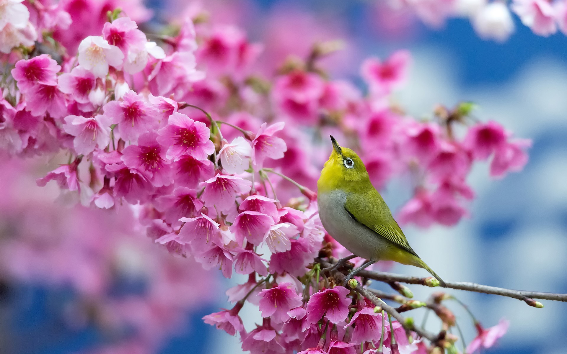 beautiful spring background