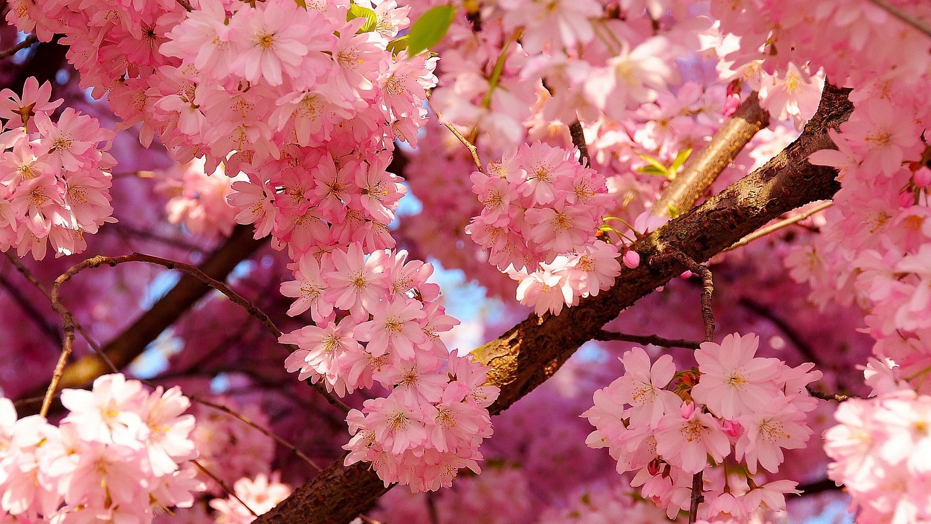 cherry blossoms spring background