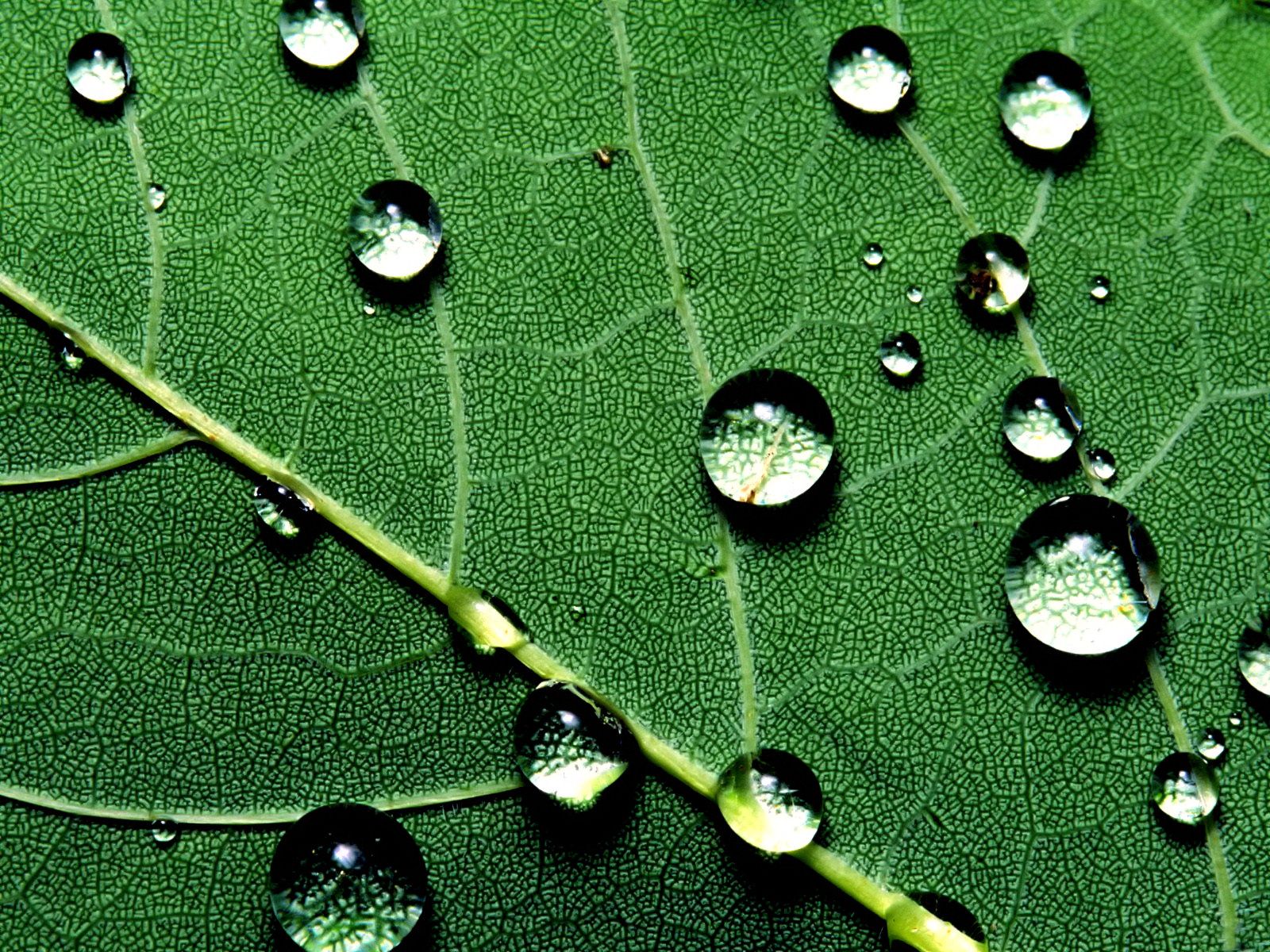 water drops leaf wallpaper
