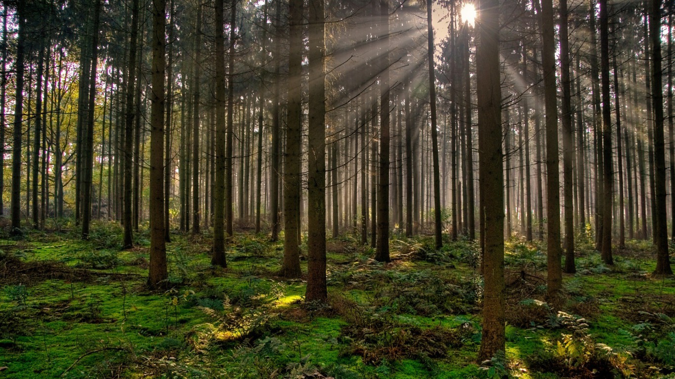 morning sunrays in forest