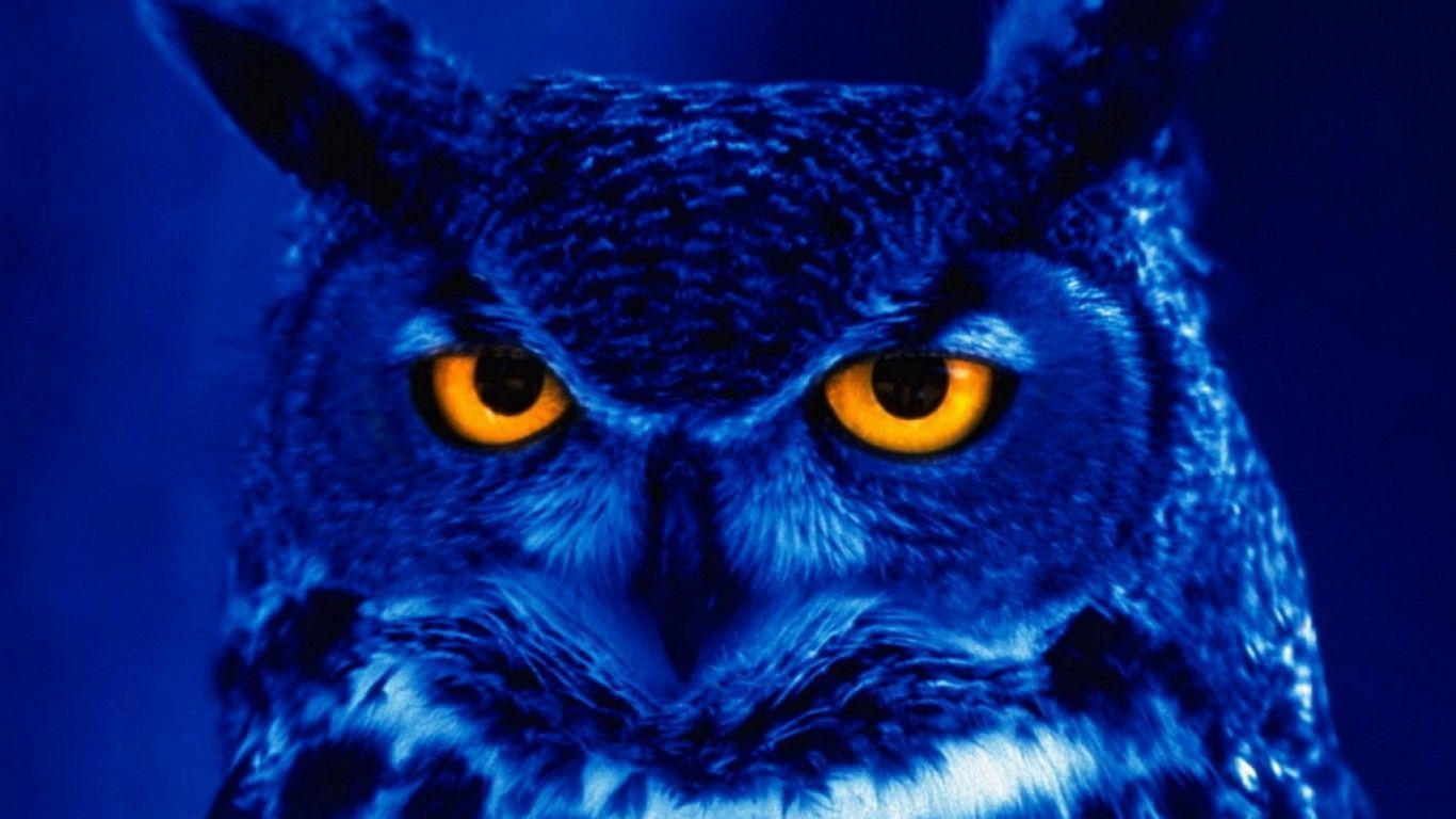blue backgrounds owl wallpapers