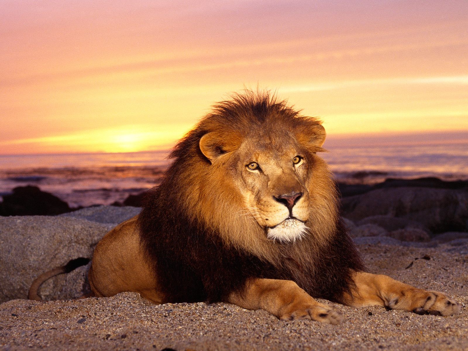 animal lion desktop pictures