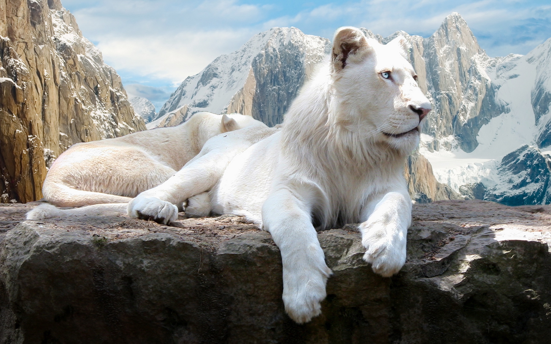 white lion wallpapers