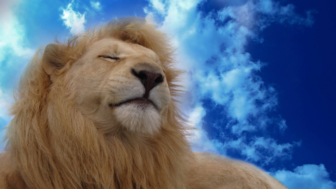 heavenly lion wallpapers