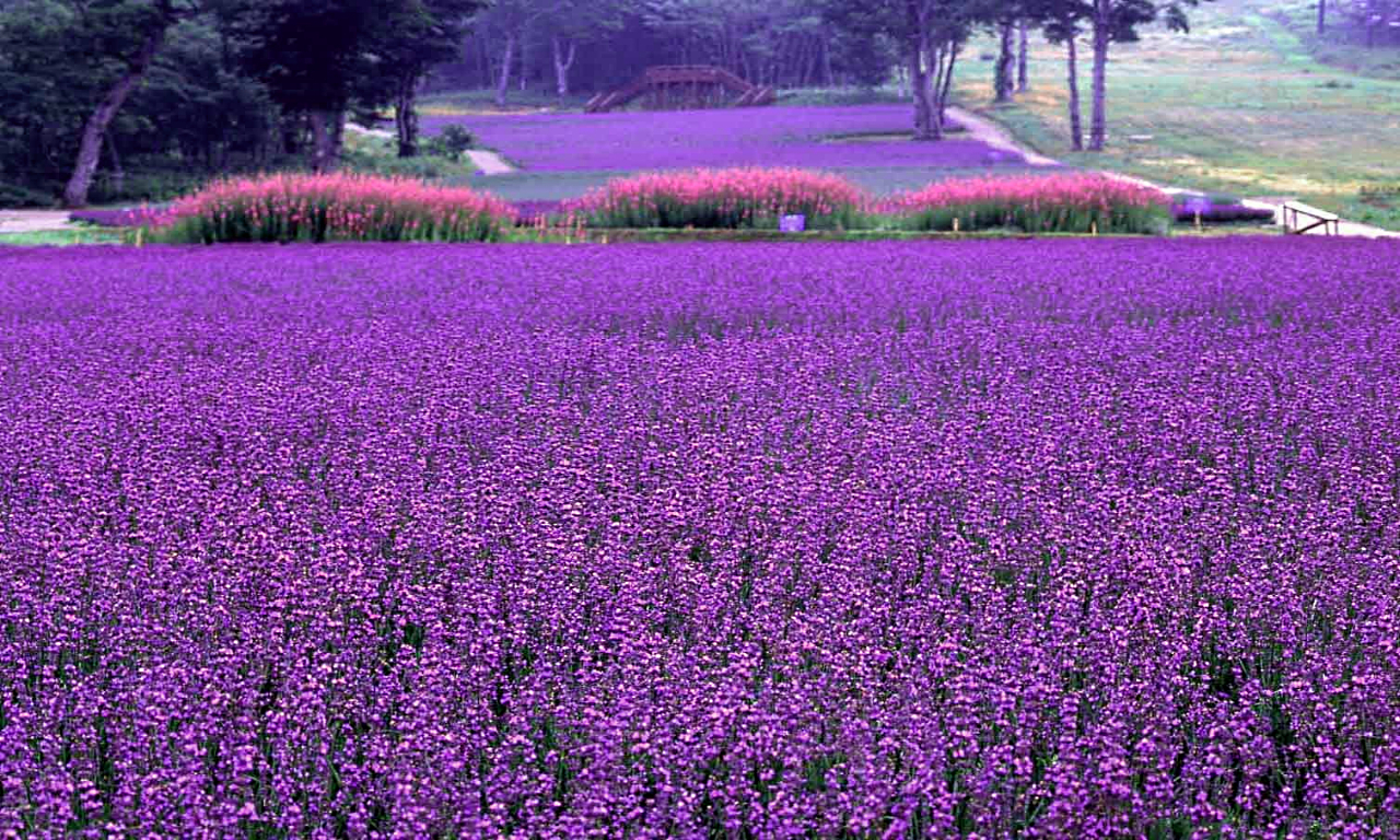 large fields of lavender