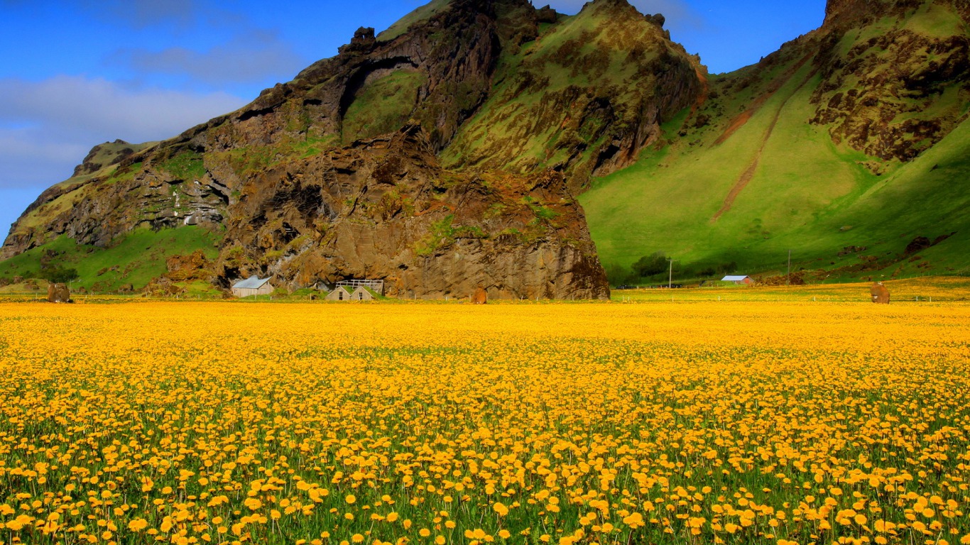vast field of yellow flowers