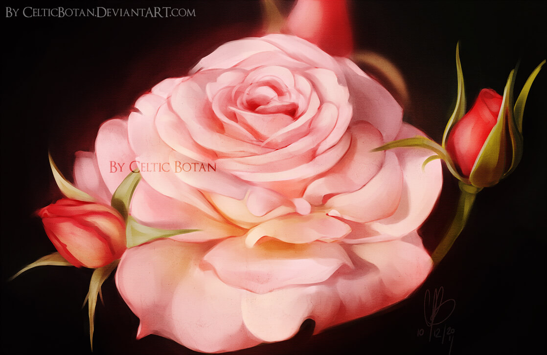 fabulous rose painting
