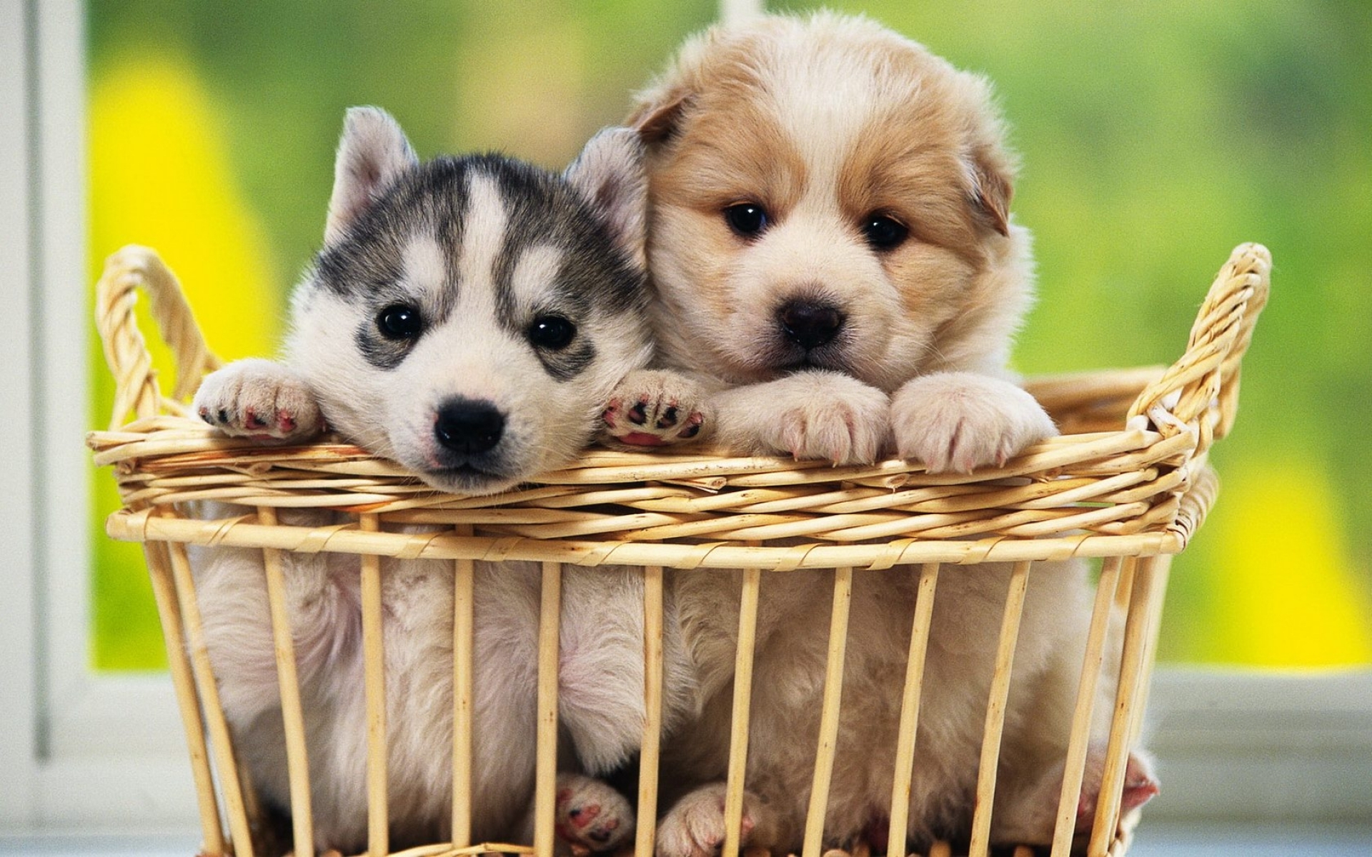 cute pair of puppies background2