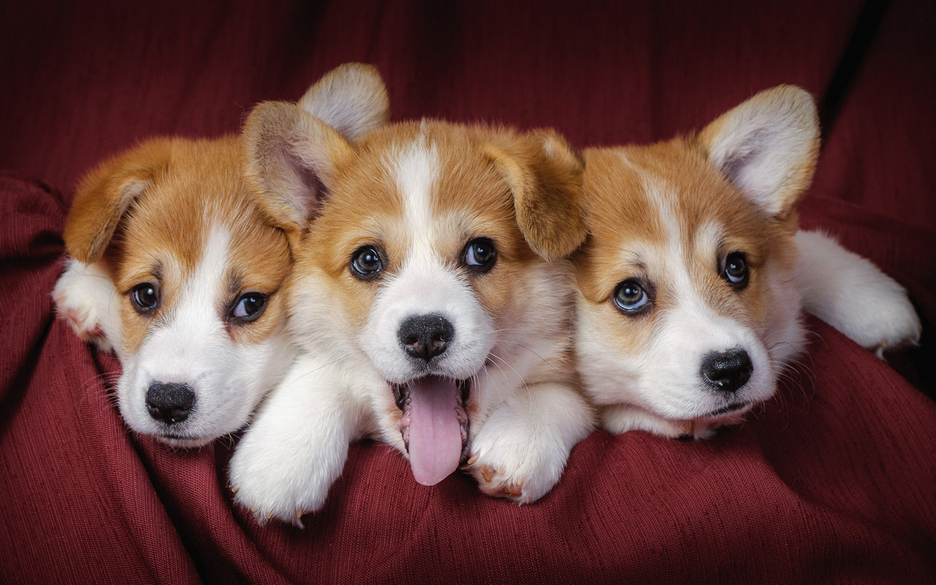 three puppies free animal wallpaper