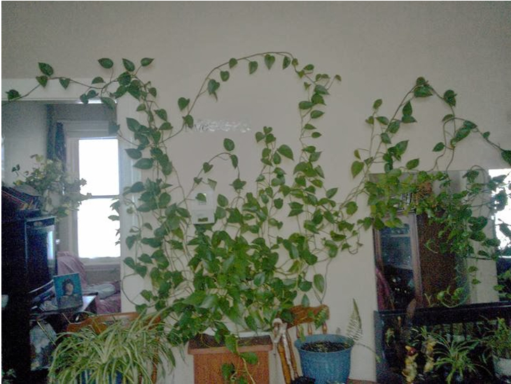 plant speading out in room