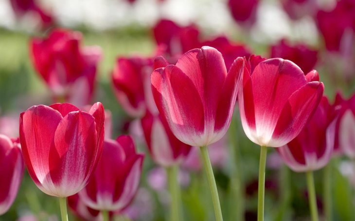 hd red tulips wallpaper