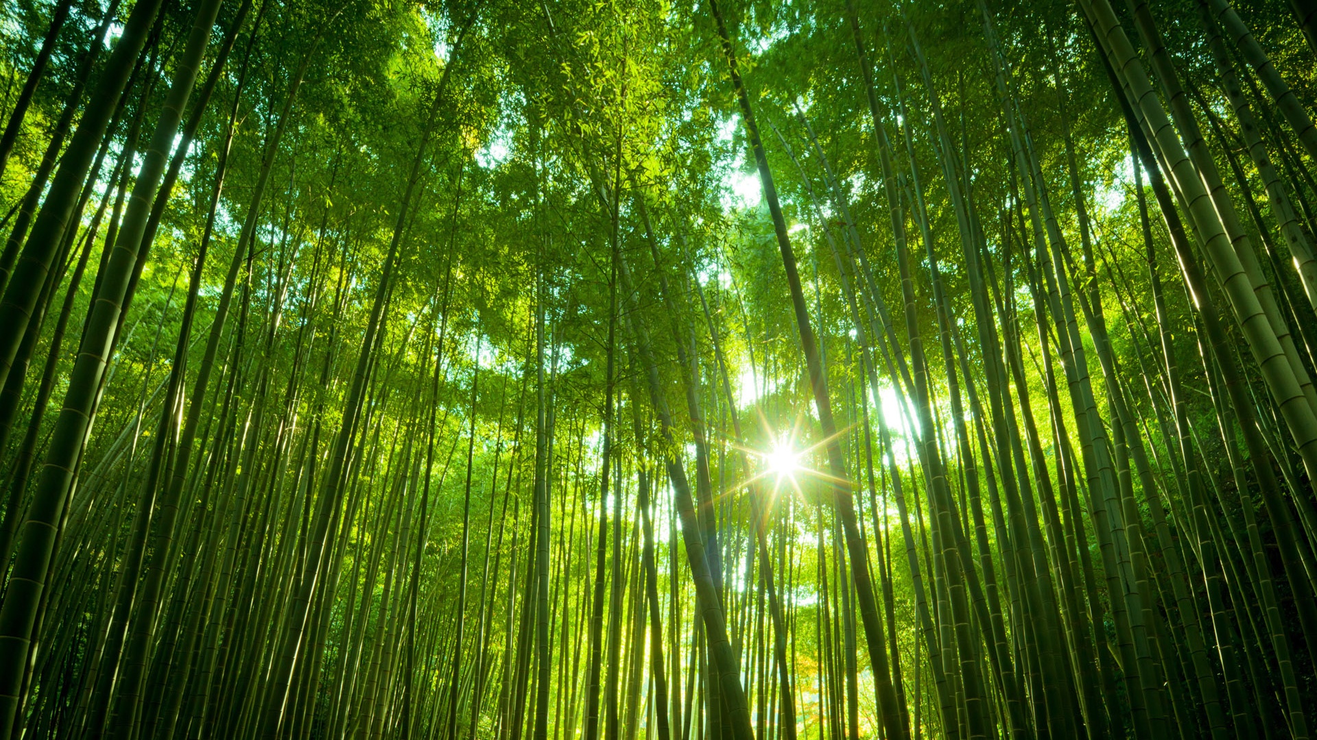 bamboo forest hd sunrise wallpaper
