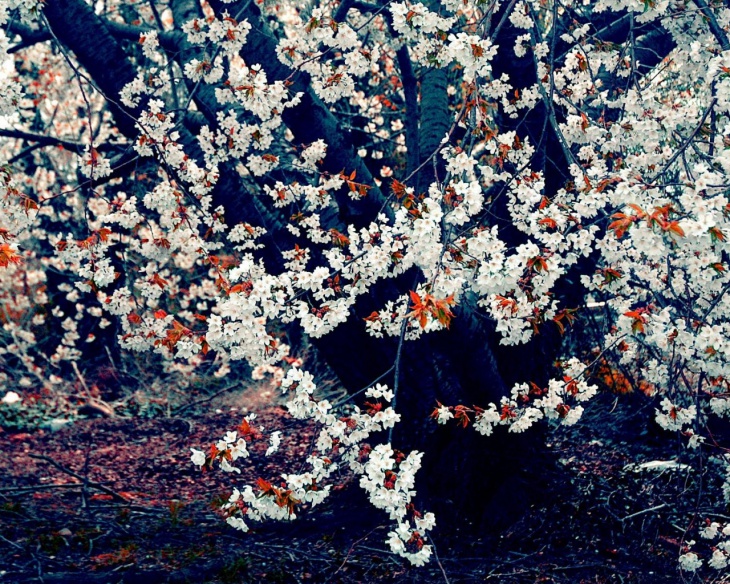 spring flowering tree wallpaper