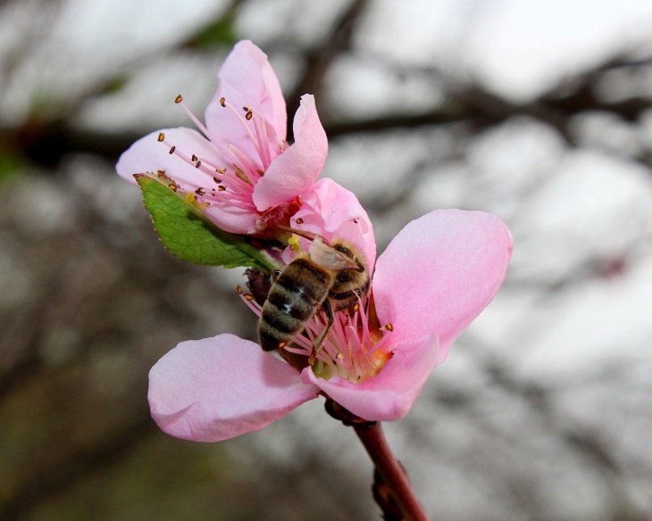 peach spring flower wallpaper