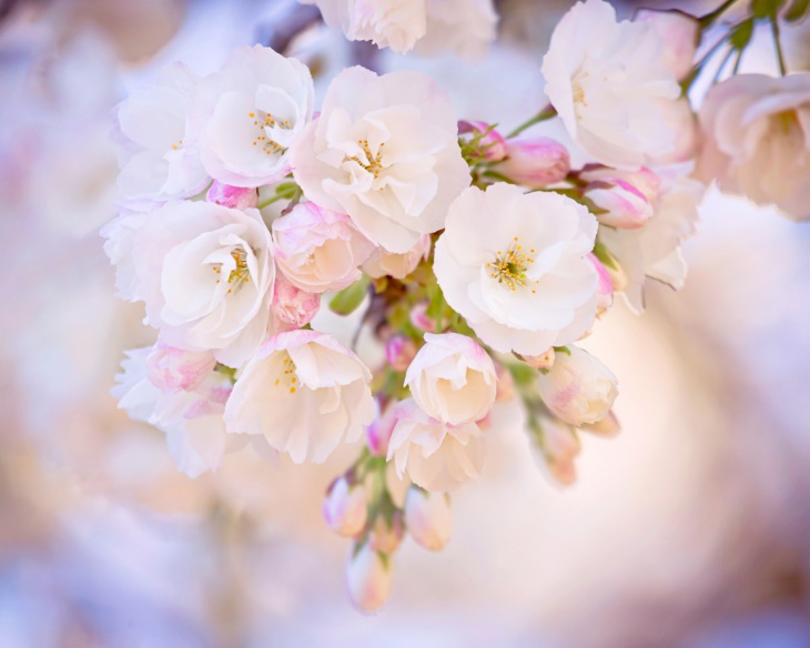spring cherry branches wallpaper