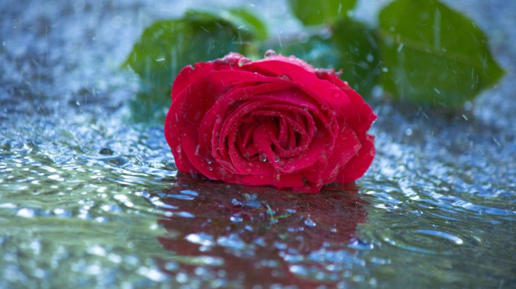 rose in rain wallpaper