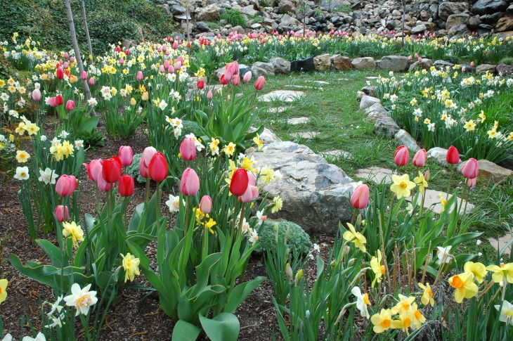 attractive yellow and tulip flower garden