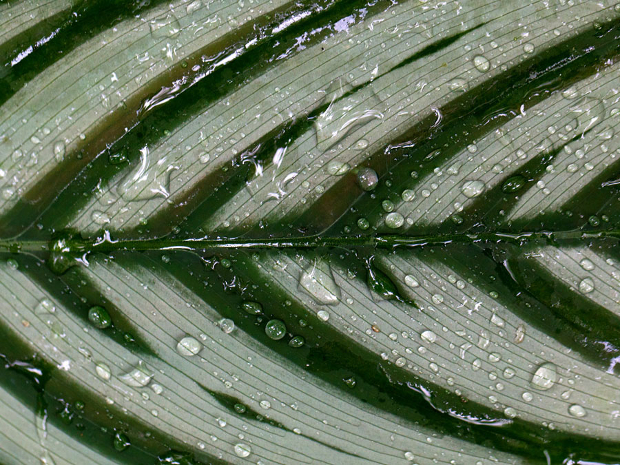 green and white stripe leaf texture