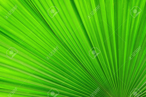 palm leaves texture
